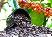 قهوه عربیکا چیست؟ | طعم اصیل، از دیروز تا امروز