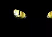 آیا گربه ها در تاریکی مطلق می بینند؟ راز دید شبانه گربه ها فاش شد!