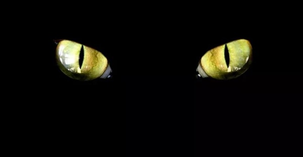 آیا گربه ها در تاریکی مطلق می بینند؟ راز دید شبانه گربه ها فاش شد!