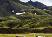 اقتصاد وایکینگ‌ها: از دامداری تا تجارت جهانی عاج و روغن