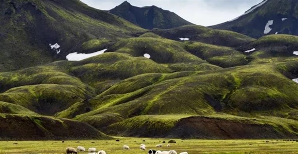 اقتصاد وایکینگ‌ها: از دامداری تا تجارت جهانی عاج و روغن