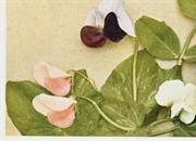 انتقال صفات و قانون تفکیک مندل: راهنمای جامع