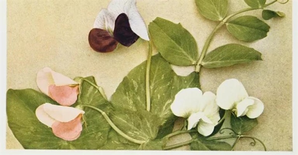 انتقال صفات و قانون تفکیک مندل: راهنمای جامع