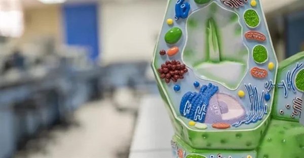 واکوئل چیست؟ راهنمای جامع اندامک حیاتی سلول گیاهی و جانوری