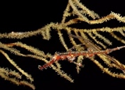 ماهی لوله‌ای: حقایق شگفت‌انگیز، زیستگاه، تغذیه و نگهداری