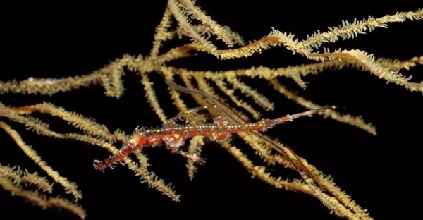 ماهی لوله‌ای: حقایق شگفت‌انگیز، زیستگاه، تغذیه و نگهداری