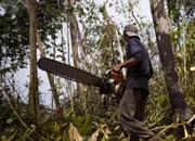 جنگل زدایی در آسیا: تهدیدی برای تنوع زیستی و آینده محیط زیست