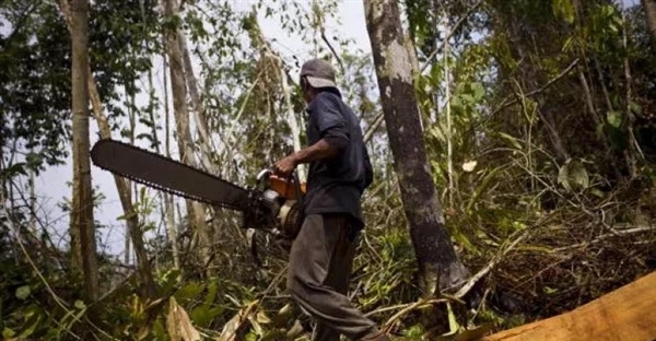 جنگل زدایی در آسیا: تهدیدی برای تنوع زیستی و آینده محیط زیست