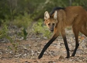 راز بقا: چگونه حیوانات سازگار می‌شوند و جهش می‌یابند؟