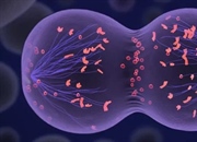 راهنمای جامع میوز: فرآیند تقسیم سلولی در تولیدمثل جنسی