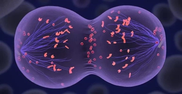 راهنمای جامع میوز: فرآیند تقسیم سلولی در تولیدمثل جنسی