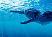 داکوسوروس: حقایق شگفت‌انگیز تمساح دریایی ماقبل تاریخ