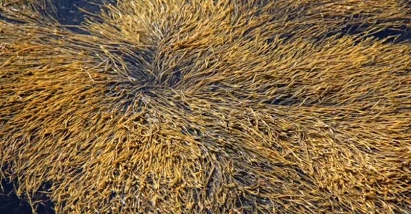 جلبک قهوه‌ای چیست؟ فواید، انواع و کاربردهای شگفت‌انگیز