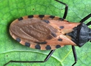 ساس بوسه زن: خطرات، علائم بیماری شاگاس و حقایق مهم