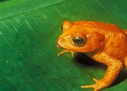 قورباغه طلایی: داستان غم‌انگیز انقراض، حقایق و زیستگاه