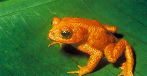 قورباغه طلایی: داستان غم‌انگیز انقراض، حقایق و زیستگاه