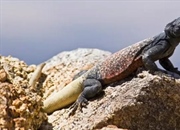 چاکوالا: سوسمار بیابانی غول‌پیکر | ویژگی‌ها، زیستگاه و حفاظت