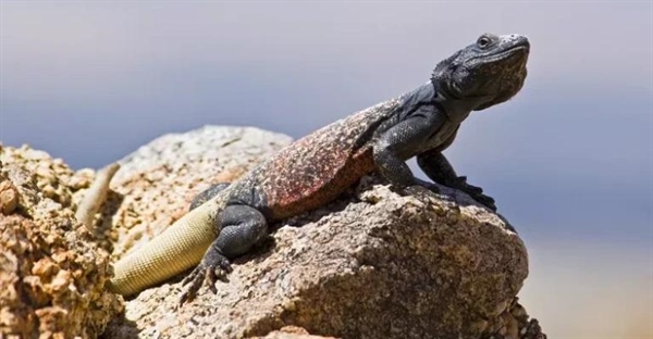 چاکوالا: سوسمار بیابانی غول‌پیکر | ویژگی‌ها، زیستگاه و حفاظت