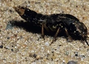 سوسک های ولگرد: راهنمای جامع زندگی، رفتار و نقش این حشرات مفید