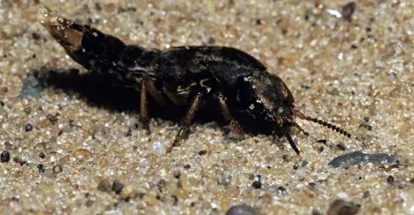 سوسک های ولگرد: راهنمای جامع زندگی، رفتار و نقش این حشرات مفید