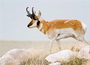 تصاویری از دنیای پستانداران: سفری به قلمرو حیوانات خونگرم