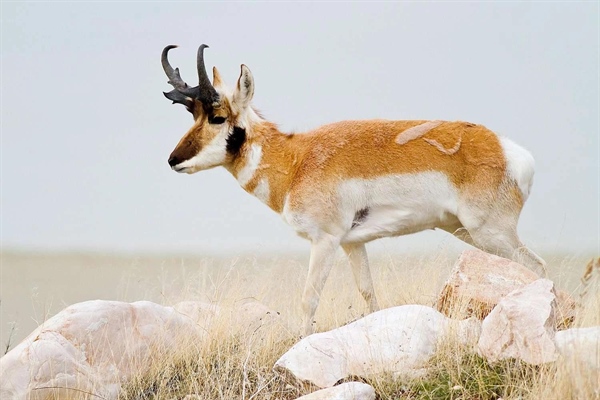 تصاویری از دنیای پستانداران: سفری به قلمرو حیوانات خونگرم