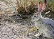 حقایقی خواندنی درباره خرگوش صحرایی دم‌سیاه: زیستگاه، رفتار و رژیم غذایی