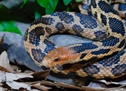 مار روباهی: حقایق جالب، زیستگاه و خطرات