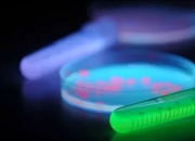 پروتئین فلورسنت سبز (GFP): از اعماق دریا تا دنیای علم و هنر