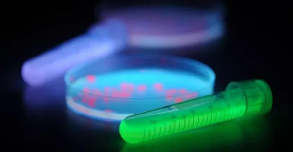 پروتئین فلورسنت سبز (GFP): از اعماق دریا تا دنیای علم و هنر