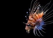 عقرب‌ماهی: خطر پنهان دریاها ☠️ (حقایق، سم، درمان و عکس)