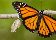 پروانه‌های مونارک: سفیران طبیعت با بال‌های نارنجی