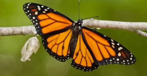 پروانه‌های مونارک: سفیران طبیعت با بال‌های نارنجی