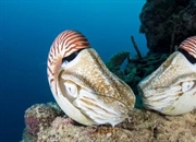 ناتیلوس: فسیل زنده‌ای از اعماق دریا