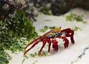 سخت‌پوستان: دنیای شگفت‌انگیز میگو، خرچنگ و لابستر