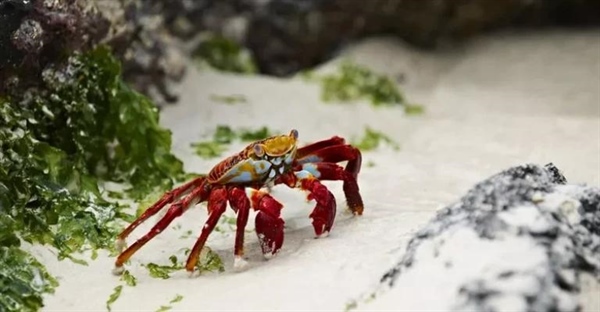 سخت‌پوستان: دنیای شگفت‌انگیز میگو، خرچنگ و لابستر