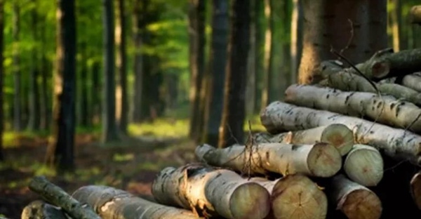 زیستگاه حاشیه‌ای چیست؟ بررسی اثرات تخریب زیستگاه بر حیات وحش