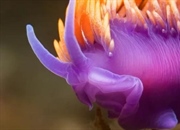 حلزون‌های دریایی رنگارنگ: جواهرات پنهان اقیانوس‌ها