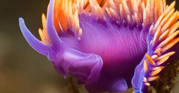 حلزون‌های دریایی رنگارنگ: جواهرات پنهان اقیانوس‌ها