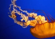 چتر دریایی: رازهای شگفت‌انگیز و حقایق خواندنی (+تصاویر)