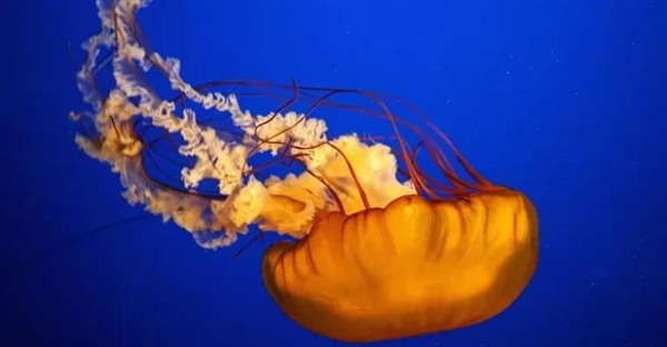 چتر دریایی: رازهای شگفت‌انگیز و حقایق خواندنی (+تصاویر)