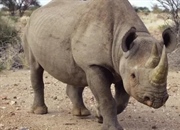 کرگدن‌ها: رازهای زندگی، زیستگاه، رفتار و رژیم غذایی