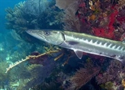 باراکودا: تهدید اقیانوس یا سوء تفاهم؟