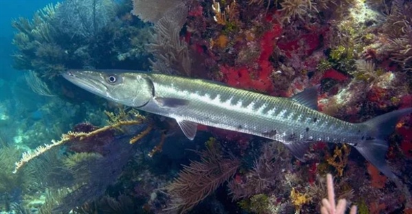 باراکودا: تهدید اقیانوس یا سوء تفاهم؟