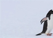 پنگوئن‌ها: زندگی، زیستگاه و حقایق جالب درباره این پرندگان دوست‌داشتنی