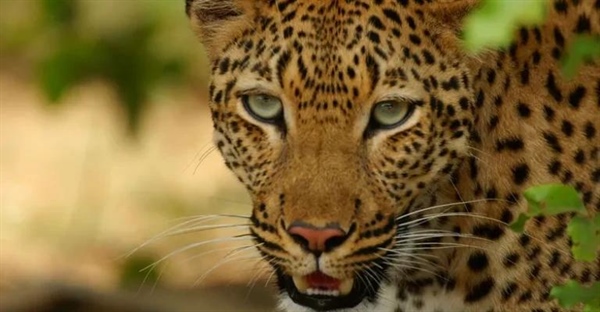 پلنگ: حقایق جذاب، زیستگاه، رفتار و رژیم غذایی گربه سان مرموز