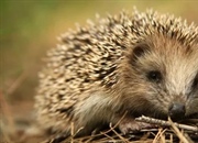 همه‌چیز درباره‌ی جوجه‌تیغی: خارپشت دوست‌داشتنی