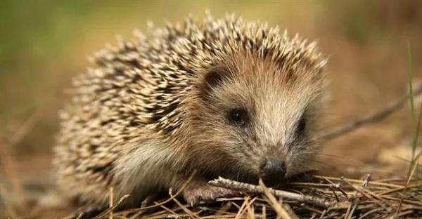 همه‌چیز درباره‌ی جوجه‌تیغی: خارپشت دوست‌داشتنی