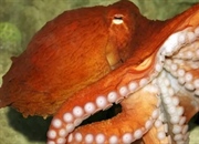 هشت پا: حقایق جالب، زیستگاه، رفتار و رژیم غذایی