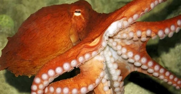 هشت پا: حقایق جالب، زیستگاه، رفتار و رژیم غذایی